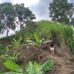 Guests walking uphill through banana plantation on hidden waterfall hike in Lombok