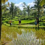 rice-field-experience-aik-berik-19