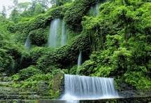 Tropical plants covering Benang Kelambu cliffs.